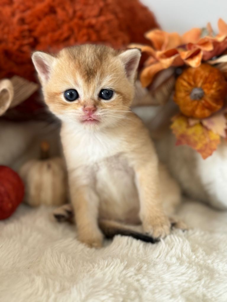 Pedigree Golden tipped kittens
