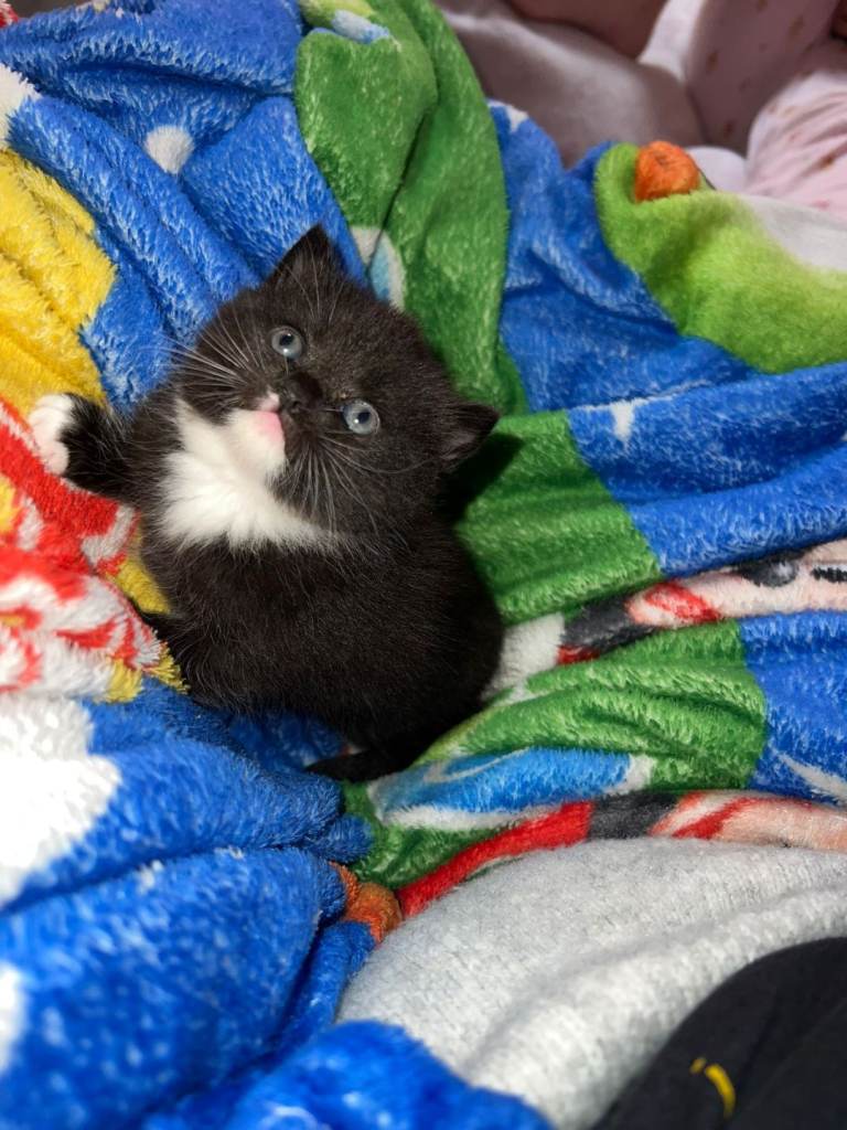 🐾✨ Exceptional Maine Coon x Exotic Shorthair Kittens TABBY RESERVED✨🐾