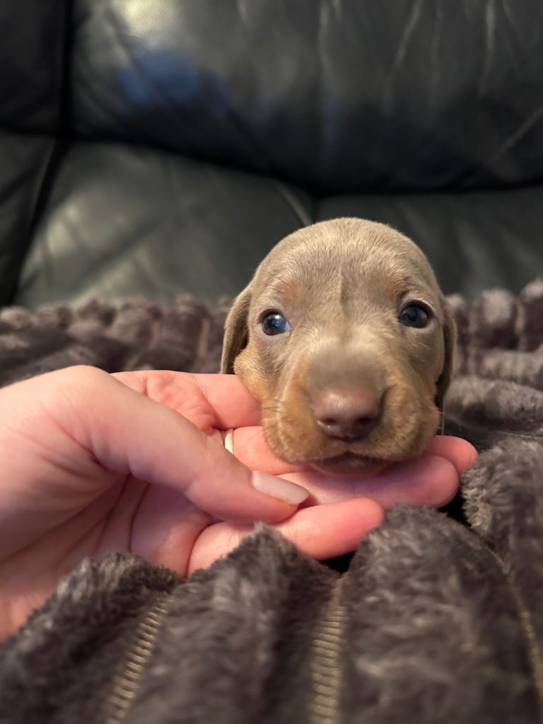 KC reg mini dachshunds