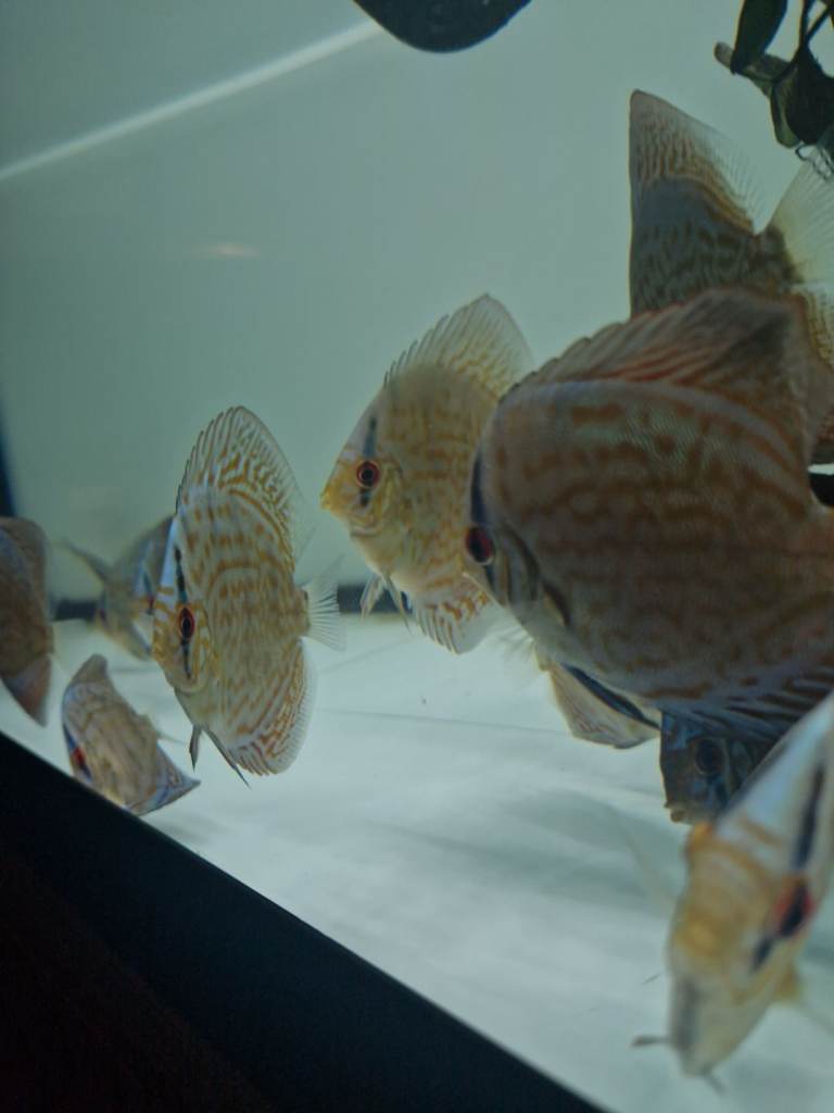 3inch discus for sale £15 each