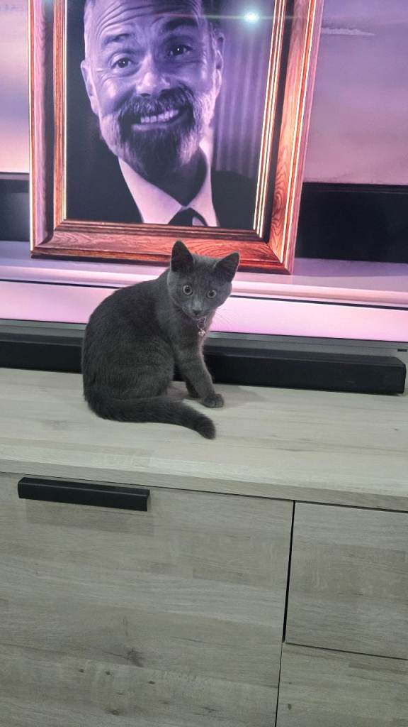 Kitten ready for new home