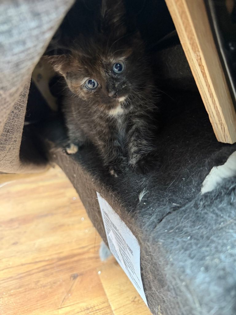 Stunning long hair ragdoll cross tabby kittens 