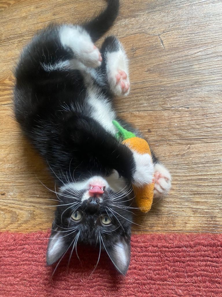 Adorable & Playful Kittens Ready for Loving Homes