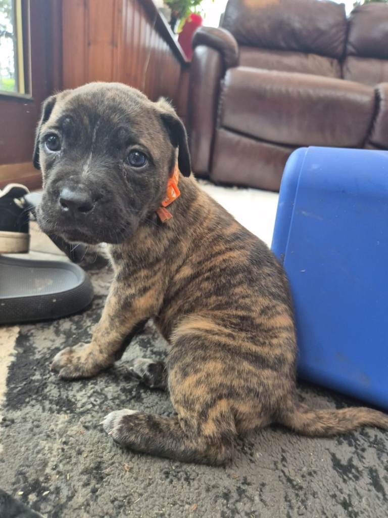 *Last male pup avaliable * orange collar