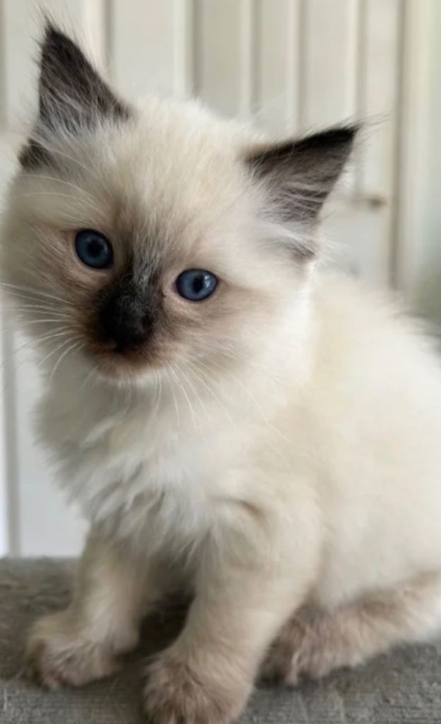 Beautiful ragdoll kitten for sale 