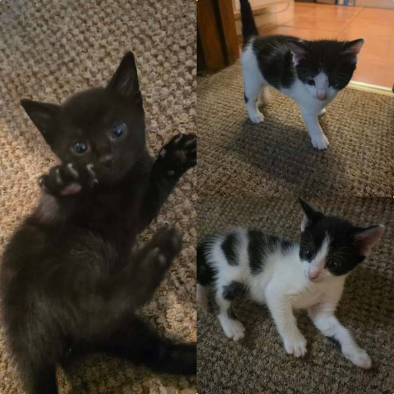 Three  Adorable Male Kittens Looking for Loving Homes 