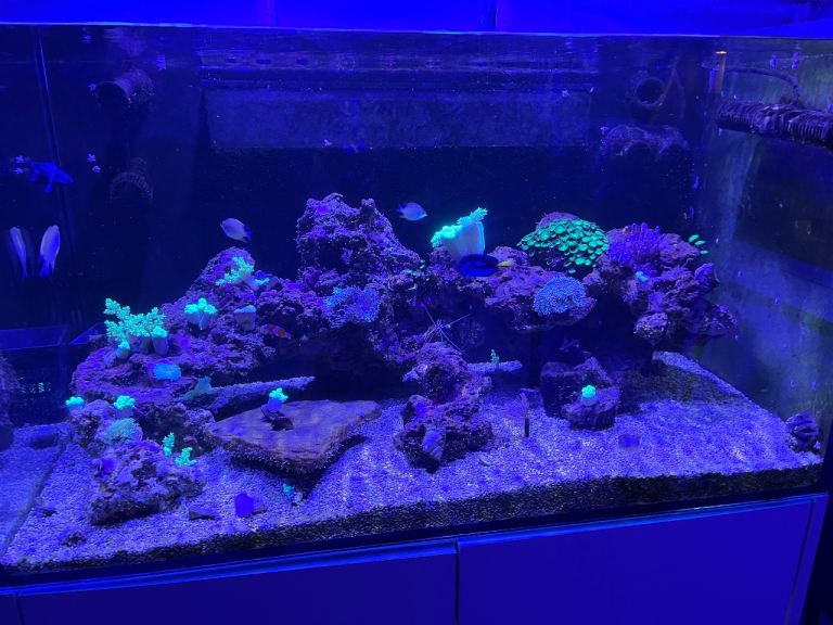 Aqua Marin 900 Pro Aquarium, Sump & Cabinet - White.