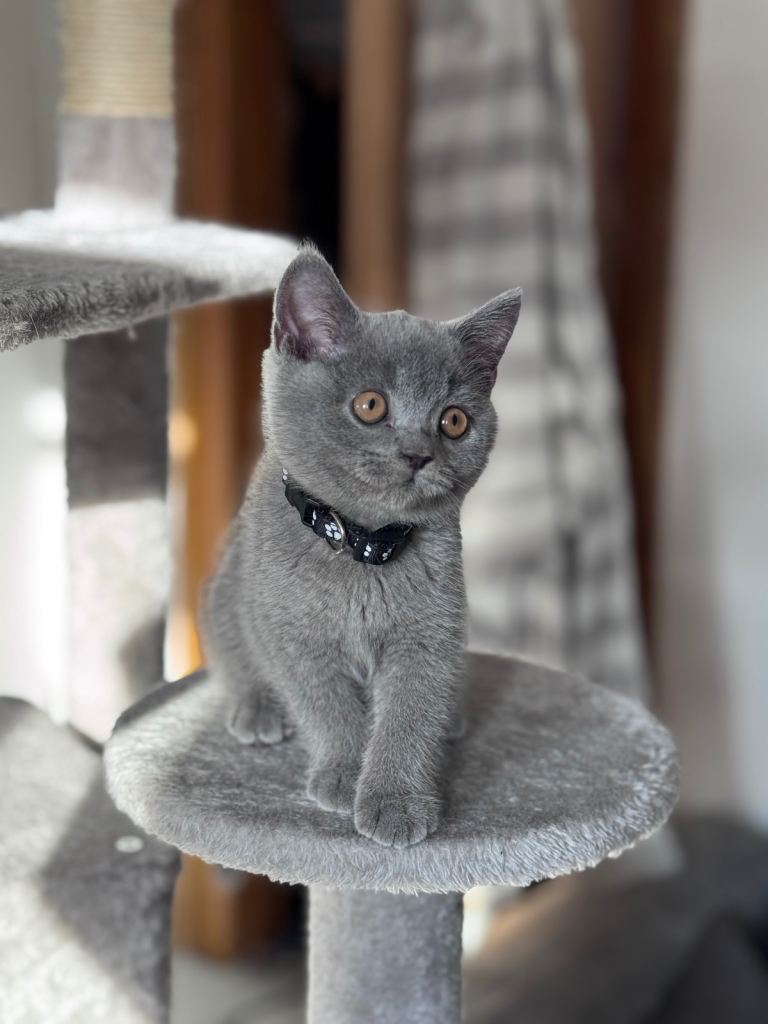 💙Beautiful Blue British Shorthair Kittens💙