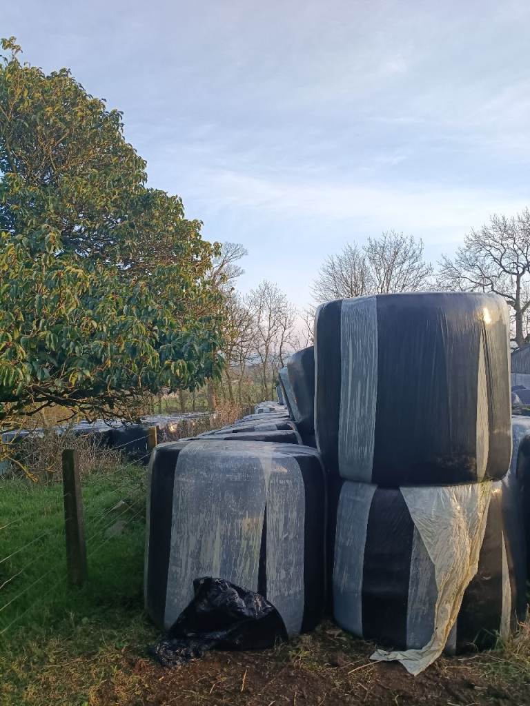 Bales Silage 