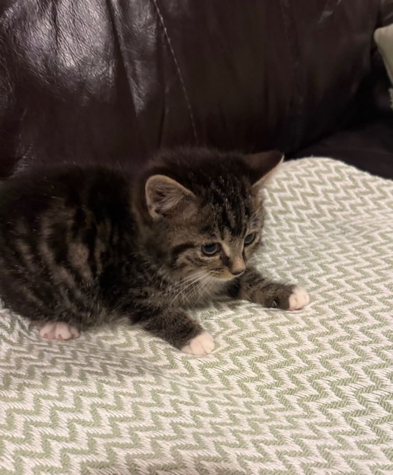 Gorgeous male kittens **both reserved**