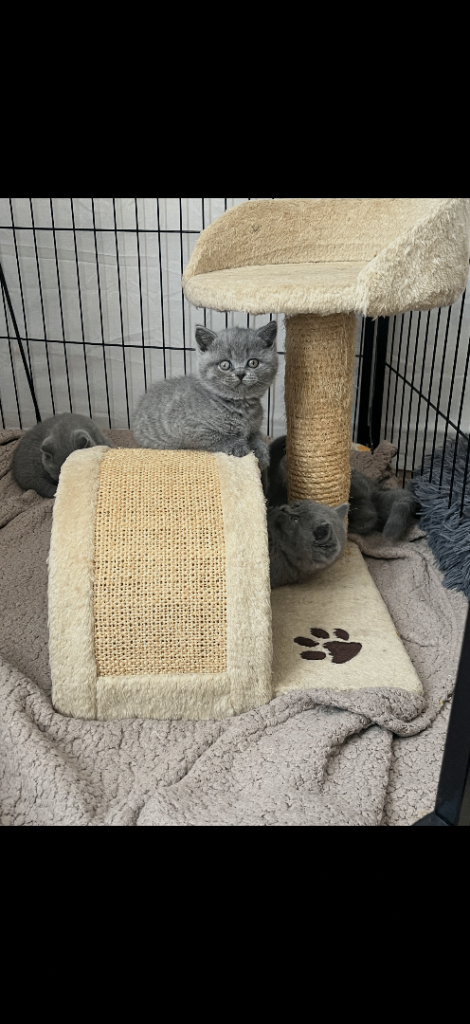 4 full-breed Grey British Shorthair kittens!