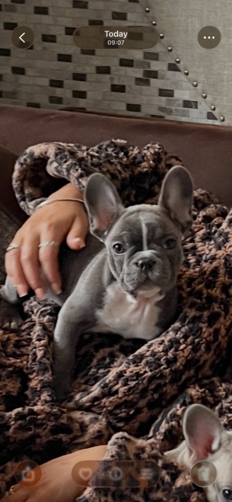 Blue girl French bulldog for sale 