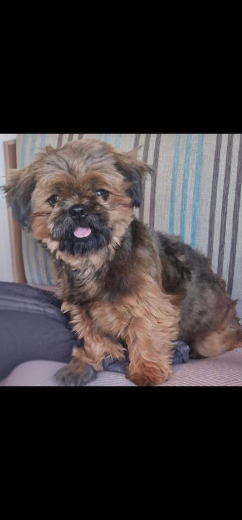 Stunning Shih-Tzu girl