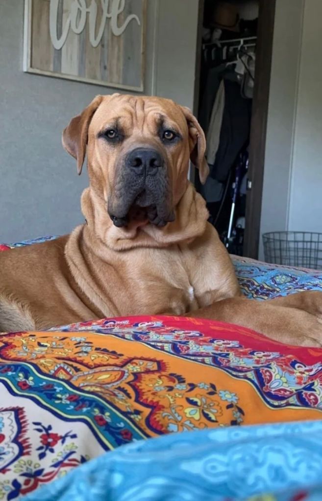 Mastiff female puppy 