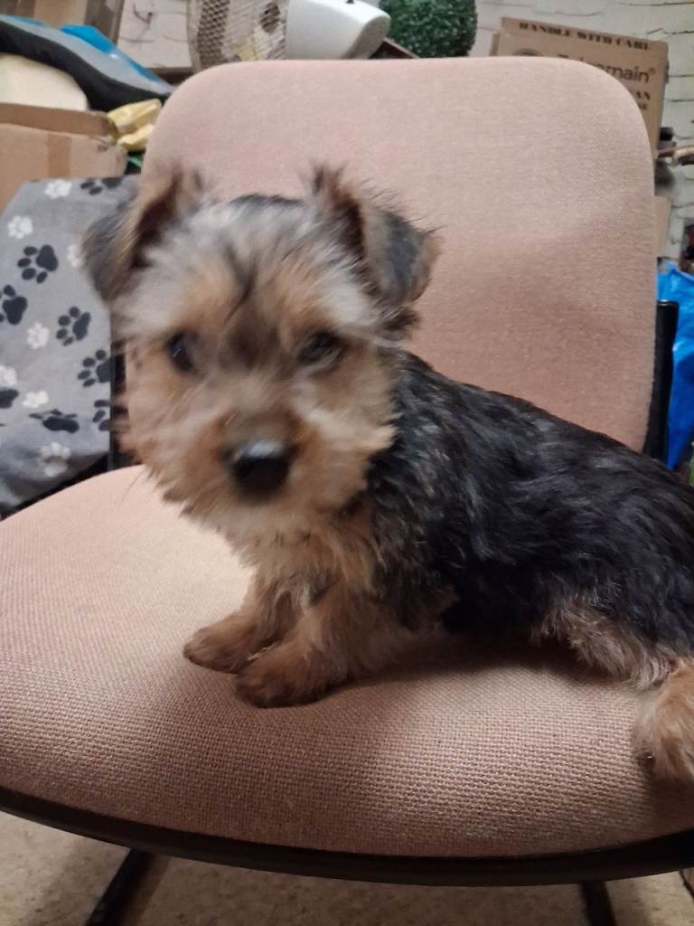 Yorkie Russell Puppies