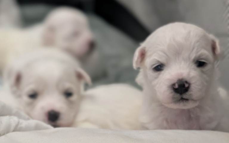 Malticon puppies (half bichon half maltese)