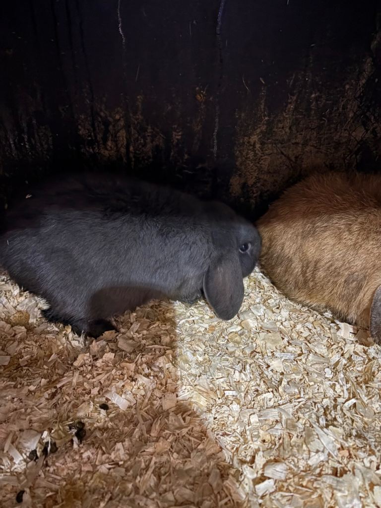Mini lop rabbits 