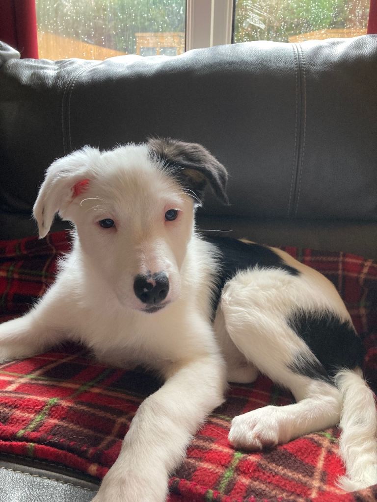 Last 2 puppies left!