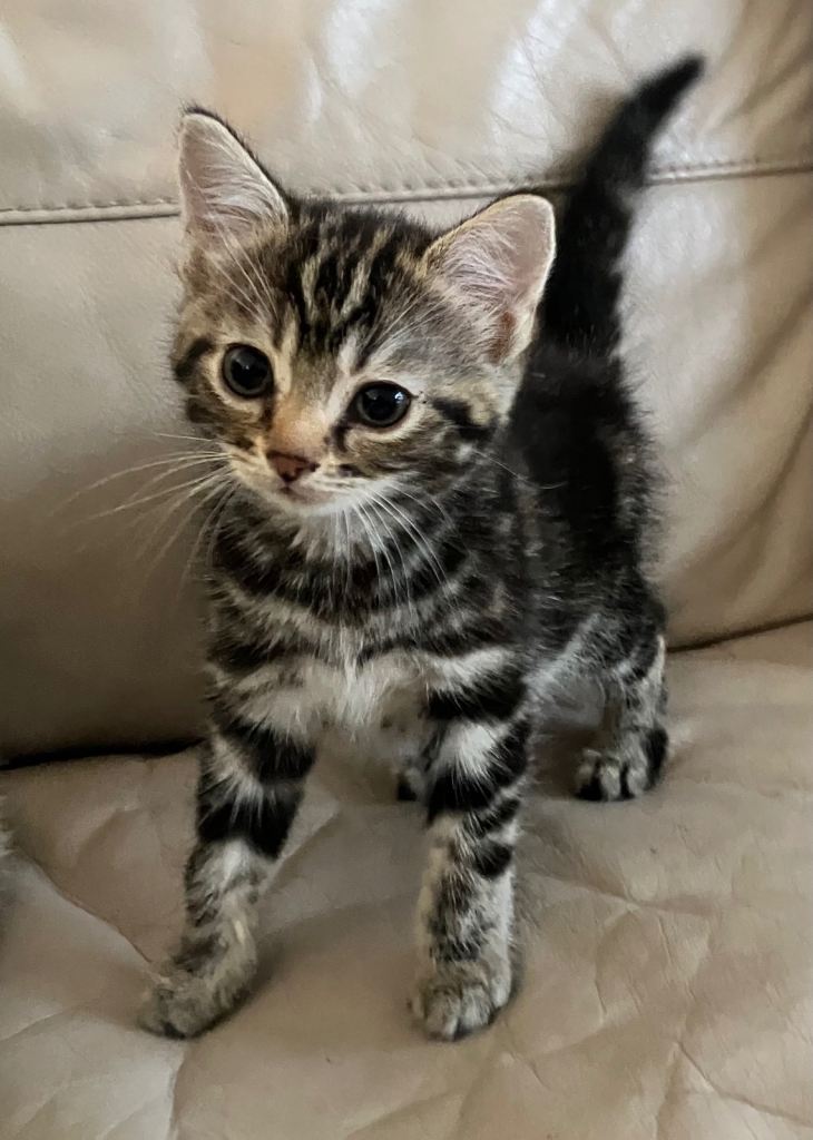 Adorable tabby girl and tabby boy, 1/4 bengal £150