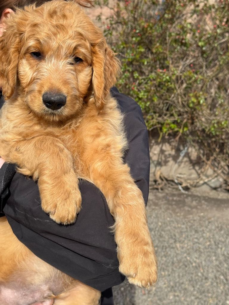 Goldendoodle puppies