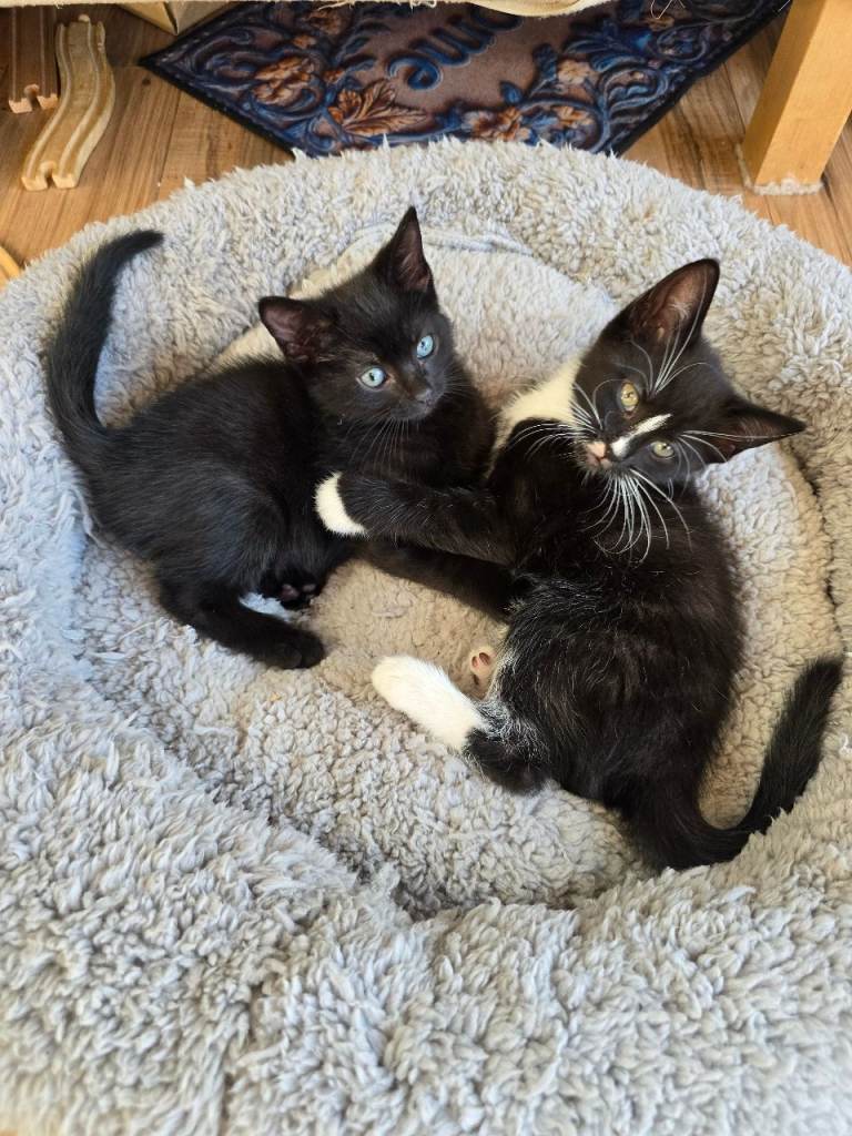 Black/brown tabby x bengul x tuxedo 