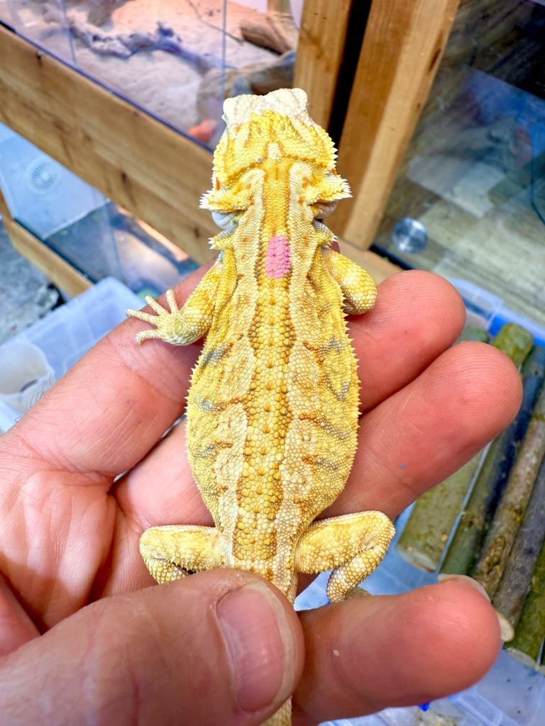 🔥 USA LINE SUPER CITRUS BEARDED DRAGON BABIES 🔥