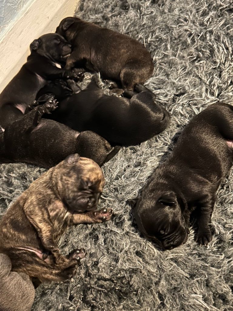 French Bulldog x Staffordshire Pups