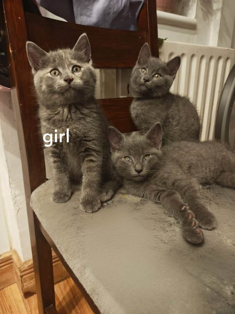 3 lovely blue kittens