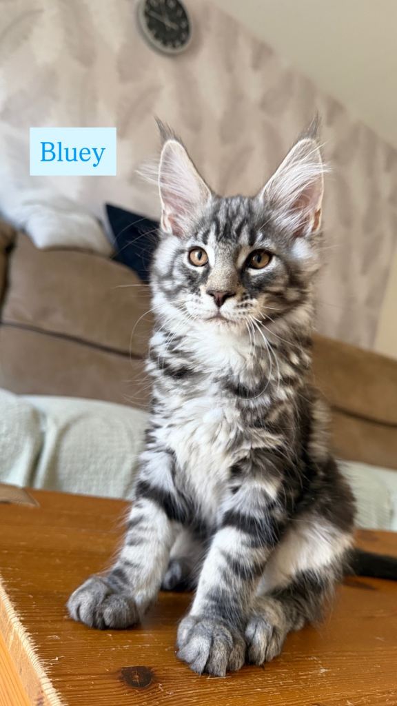 TICA registered kittens 