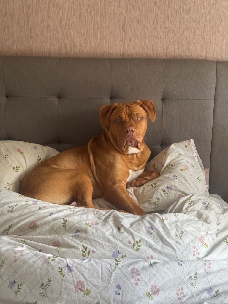 Biscuit 11 month old puppy 