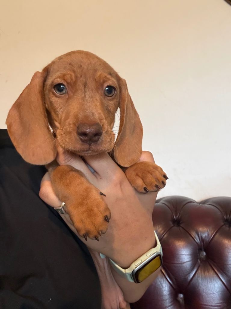 Dachshund puppies