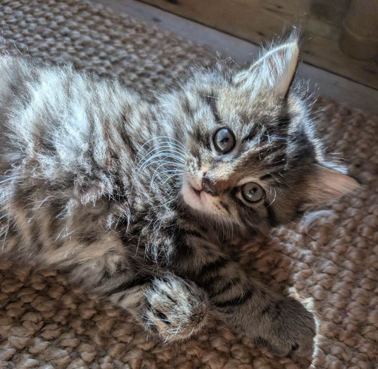 Kittens, ready to go, £20 each