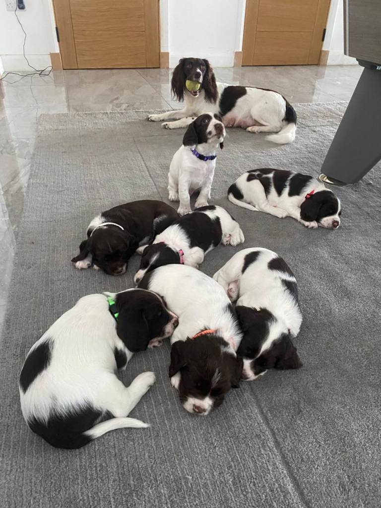 Gorgeous Family-Raised Springer Spaniel Puppies