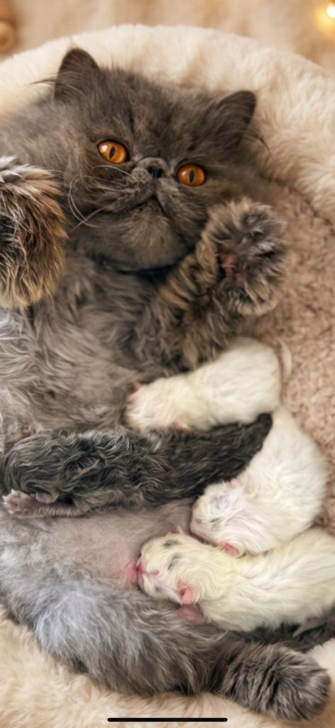 Stunning Persian Kittens