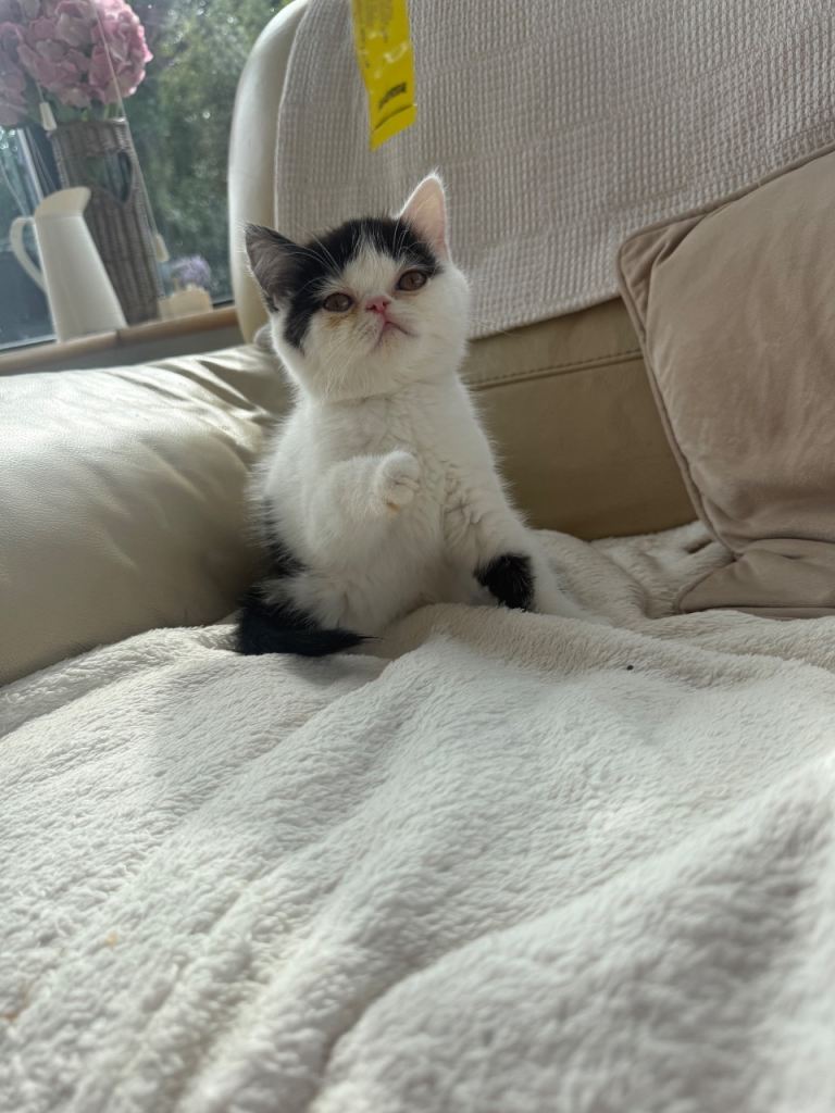 Persian Kittens 
