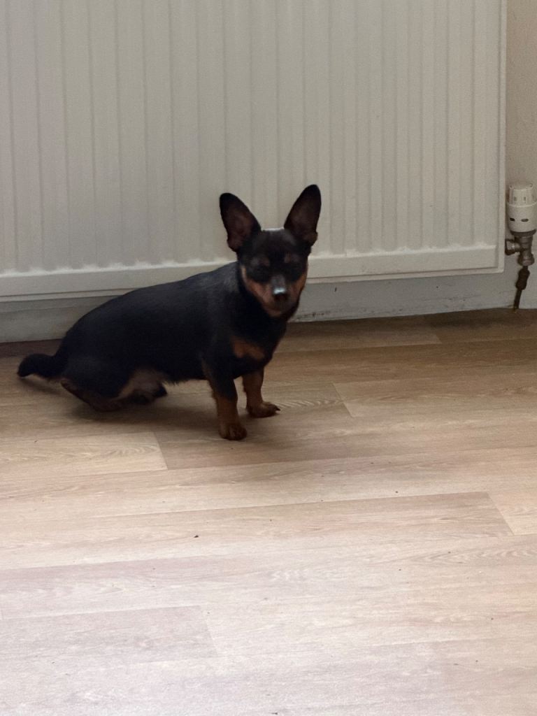 Young 14 month old Chihuahua/Dachund boy dog 