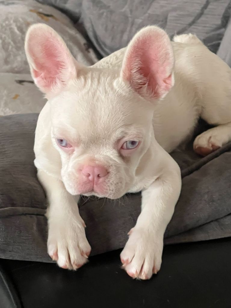 Albino pink husky French bulldog female 