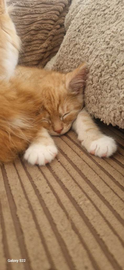 Ginger kittens. 1 boy , 1 long hair girl left