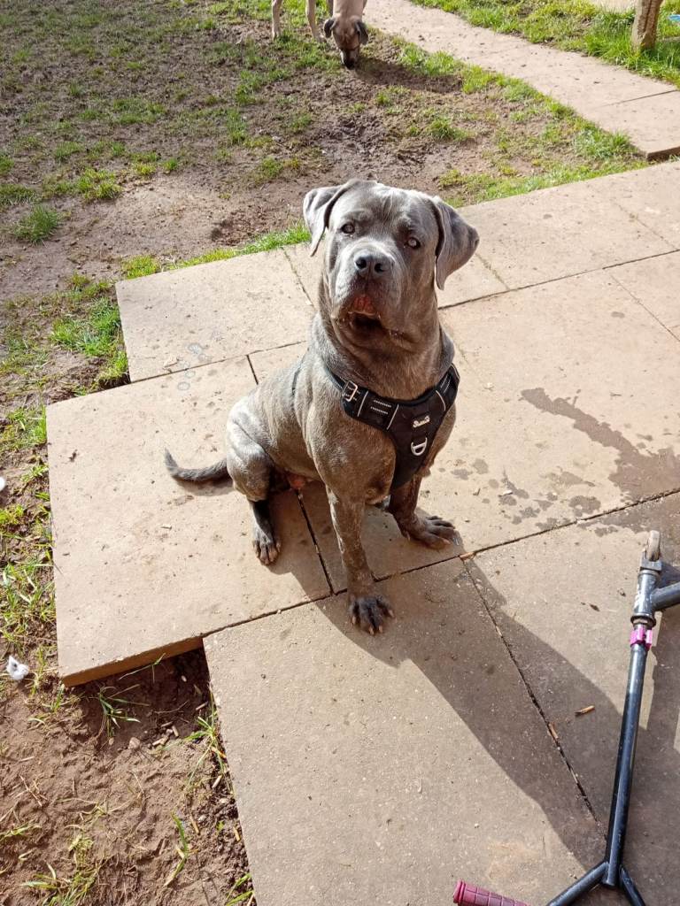 Cane Corso grey brindle Female