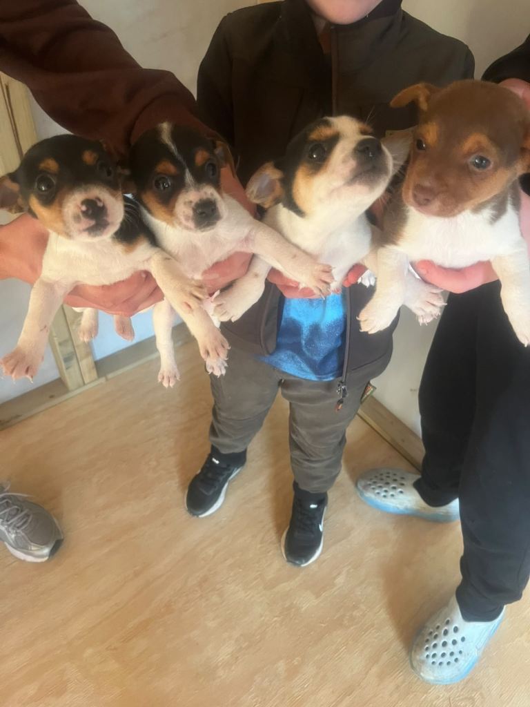 Jack Russell 