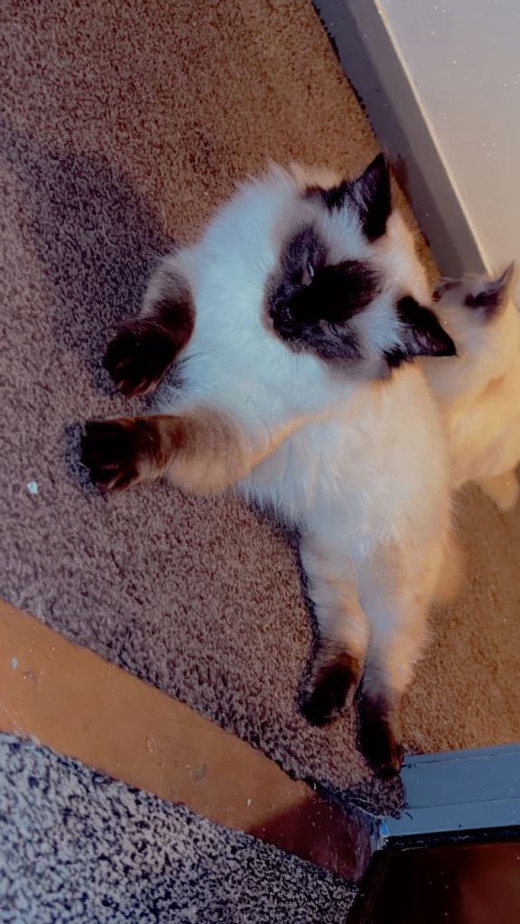 Ragdoll male and female 