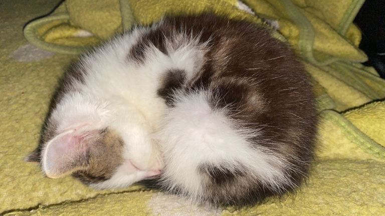 Adorable kittens for sale