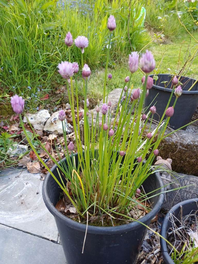 Garden Plants