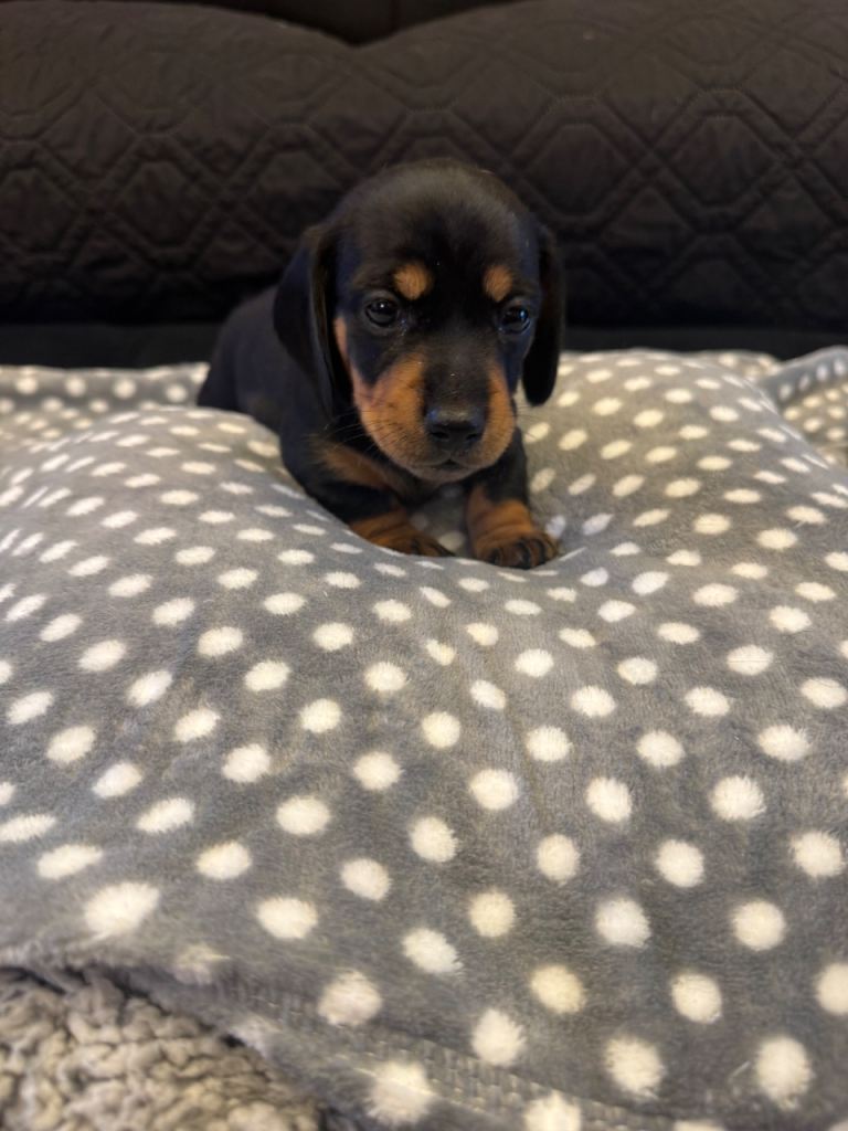 Miniature dachshund puppy 