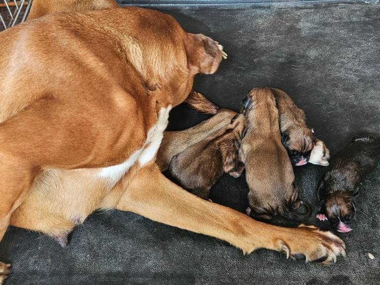 Boxer puppies kc reg