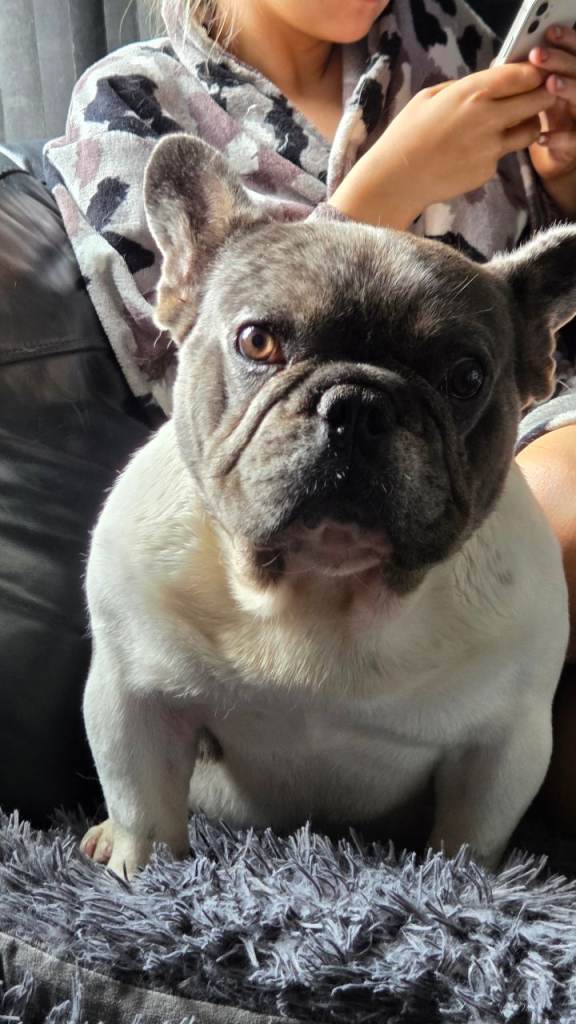 Male french bulldog blue merl pied lovely dog but beta living with no other dogs