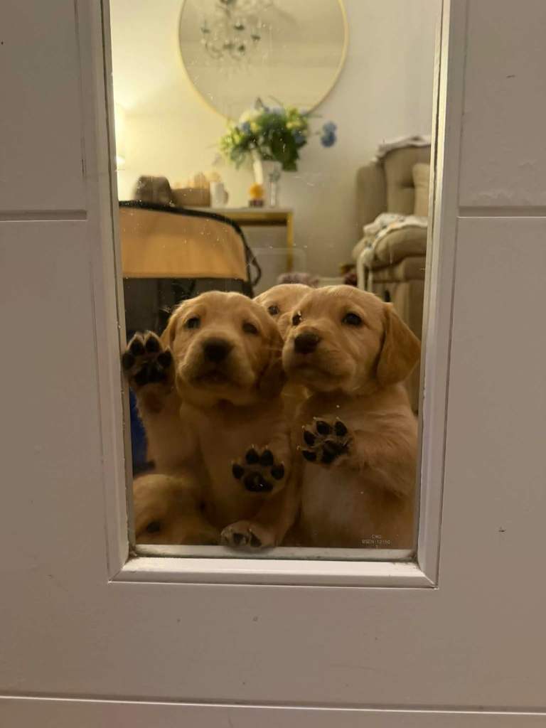 Labrador x Cocker spaniel puppies