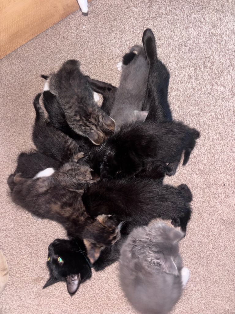 Kittens for sale