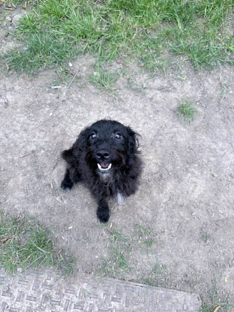 1 year old jackapoo