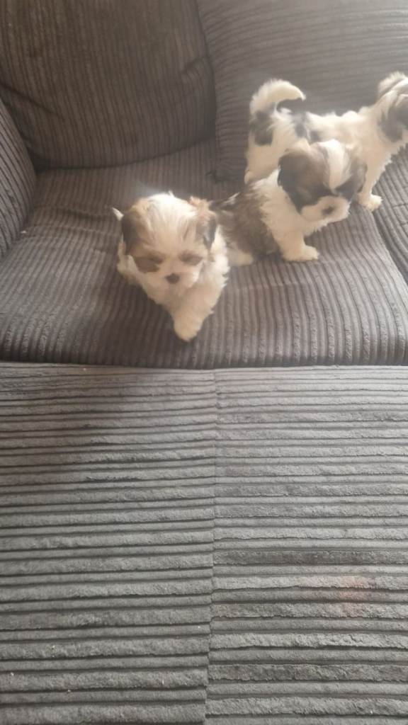 Shih Tzu puppies